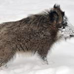 Ce mănâncă mistret (55 poze) creșterea de animale sălbatice, omnivor în natură, porci place să mănânce ghinde (creștere) Ce mănâncă mistret (55 fotografii) de reproducere sălbatice, animale omnivor în natură, porci place să mănânce ghinde