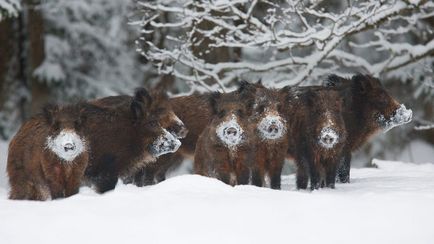 Ce mănâncă mistret (55 fotografii) de reproducere sălbatice, animale omnivor în natură, porci place să mănânce ghinde