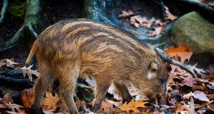 Ce mănâncă mistret (55 poze) creșterea de animale sălbatice, omnivor în natură, porci place să mănânce ghinde (creștere) Ce mănâncă mistret (55 fotografii) de reproducere sălbatice, animale omnivor în natură, porci place să mănânce ghinde