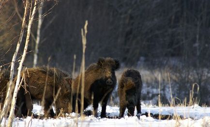 Ce mănâncă mistret (55 fotografii) de reproducere sălbatice, animale omnivor în natură, porci place să mănânce ghinde