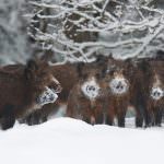 Ce mănâncă mistret (55 fotografii) de reproducere sălbatice, animale omnivor în natură, porci place să mănânce ghinde (foto) Ce mănâncă mistret (55 fotografii) de reproducere sălbatice, animale omnivor în natură, porci place să mănânce ghinde