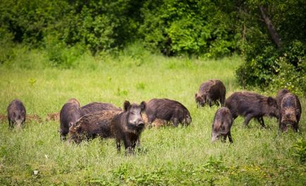 Ce mănâncă mistret (55 fotografii) de reproducere sălbatice, animale omnivor în natură, porci place să mănânce ghinde