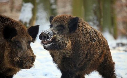 Ce mănâncă mistret (55 fotografii) de reproducere sălbatice, animale omnivor în natură, porci place să mănânce ghinde