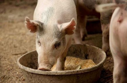 Mistretul mănâncă acasă, ca nada lui și ce mănâncă porc sălbatic