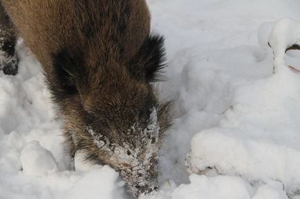 Mistretul mănâncă de sezon în natură și dietă suplimentară de furaje