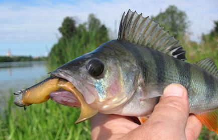 Basul alimentat, habitat, de reproducere, de pescuit pentru biban în râuri și lacuri de apă dulce