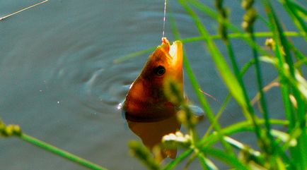 Basul alimentat, habitat, de reproducere, de pescuit pentru biban în râuri și lacuri de apă dulce