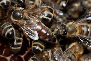 Alimentarea pe albine și ceea ce le place