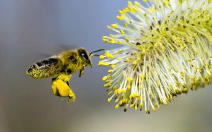 Alimentarea pe albine și ceea ce le place