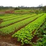 Usturoiul de alimentare - hrănire schema, îngrijirea și cultivarea de usturoi