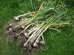 Usturoiul furaje - hrănire schema, îngrijirea și cultivarea de usturoi (predispuse la boli fungice) Usturoiul de alimentare - hrănire schema, îngrijirea și cultivarea de usturoi