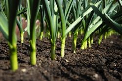 Usturoiul de alimentare - hrănire schema, îngrijirea și cultivarea de usturoi