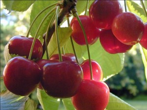 Recomandările experților de alimentare de primăvară cherry