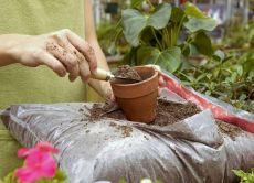 Cum de a fertiliza ghivece cu plante la domiciliu