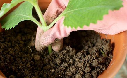 Cum de a fertiliza plante de interior în timpul iernii la domiciliu