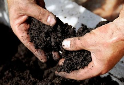 Ardeiul de alimentare pentru creștere după transplantare în sol, videoclipurile și fotografiile (piper) Ardeiul de alimentare pentru creștere după transplantare în sol, videoclipurile și fotografiile
