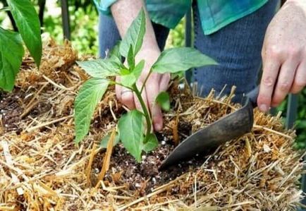 Ardeiul de alimentare pentru creștere după transplantare în sol, videoclipurile și fotografiile (piper) Ardeiul de alimentare pentru creștere după transplantare în sol, videoclipurile și fotografiile