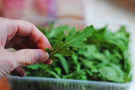 Cât de util arugula și rețete delicioase aplicării sale (rețete) Cât de util arugula si retete delicioase de aplicare a acesteia