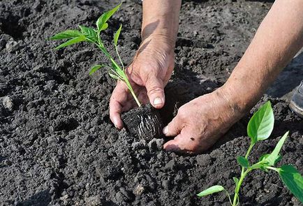 Murdărirea Ardeii după plantare etape de bază