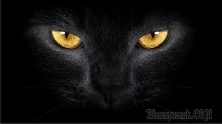 O pisică neagră a fugit peste semnele de circulație despre pisici culoare inchisa