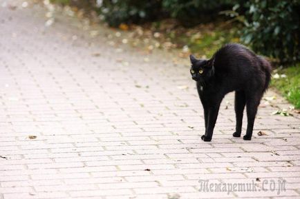 O pisică neagră a fugit peste semnele de circulație despre pisici culoare inchisa