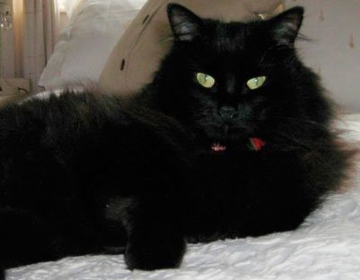 rase de pisici negre