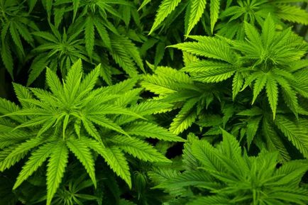 Ce se întâmplă dacă fumezi marijuana în fiecare zi