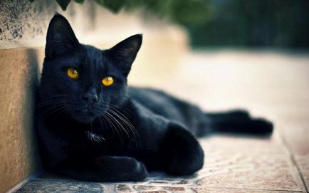 Ce se întâmplă dacă o pisică neagră a fugit peste protecțiile de drum