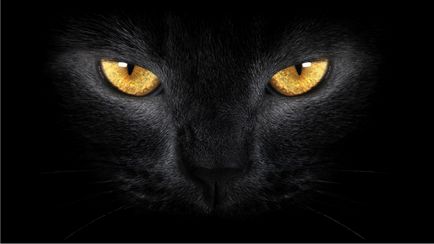 Ce se întâmplă dacă o pisică neagră a trecut semnele de siguranță rutieră