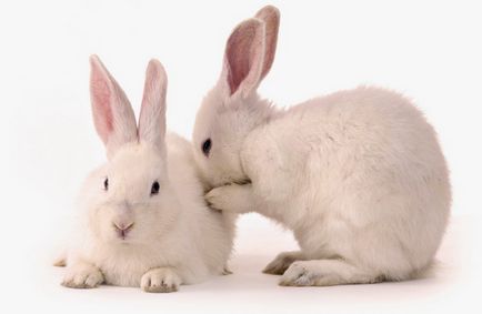 Ce se întâmplă dacă iepurele strănută modul de a trata curge nasul, și de ce există secreții nazale alb