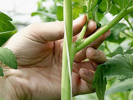 Ce ar trebui să fac în cazul în care tomatele rândul său, negru, într-o seră și câmp deschis (înnegrite) Ce ar trebui să fac în cazul în care tomatele rândul său, negru, într-o seră și câmp deschis