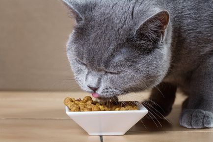 Asta mănâncă pisica britanic - în special alimente (pisici) Asta mănâncă pisica britanic - obiceiurile de hrănire