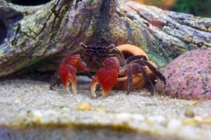 Că mânca crabii alcătuiesc meniul pentru un animal de companie