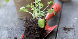 Acest lucru poate fi plantat dupa morcovi - alege video de legume