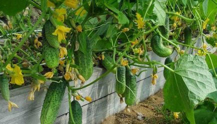 Acest lucru poate fi plantate după tomate, care nu pot fi plantate după tomate