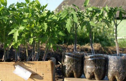 Acest lucru poate fi plantate după tomate, care nu pot fi plantate după tomate