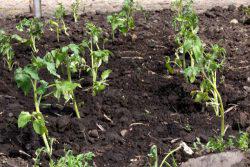Acest lucru poate fi plantate după tomate, este imposibil de a planta o rosie după (după) Acest lucru poate fi plantate după tomate, care nu pot fi plantate după tomate