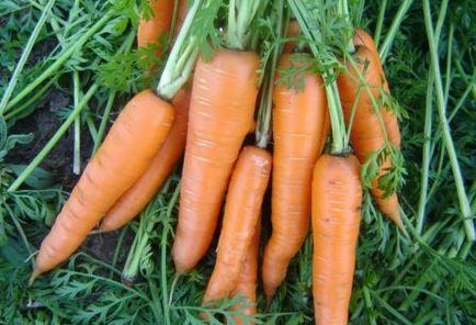 Ce a planta morcovi după anul viitor, consiliere grădinari