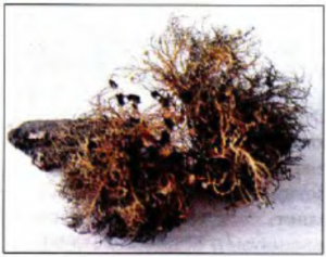 Care sunt licheni