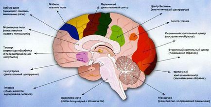 Care este structura lui si functia creierului