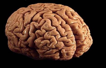 Care este structura lui si functia creierului