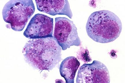 Care este citoplasma celulelor