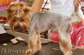 câini Tunsoare York, Yorkshire Terrier