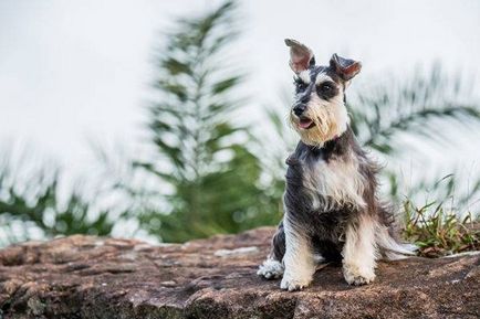 Miniature câine fotografie Schnauzer, pret, descriere rasa, caracter, video