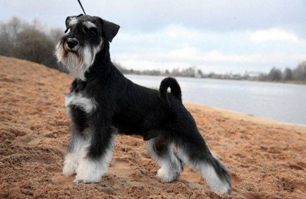 Miniature câine fotografie Schnauzer, pret, descriere rasa, caracter, video