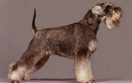 Miniature câine fotografie Schnauzer, pret, descriere rasa, caracter, video