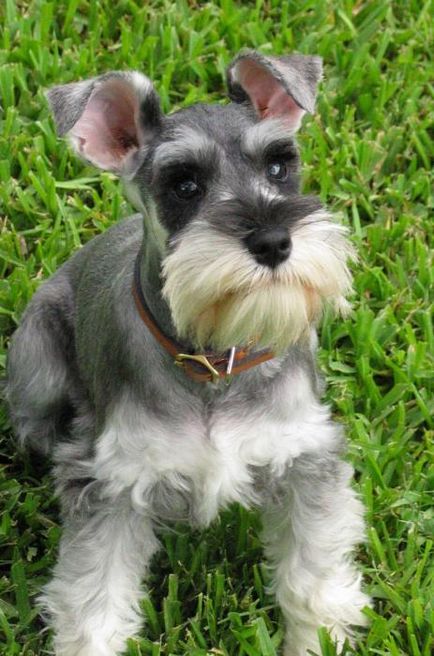 Schnauzer miniatural Proprietar Opinii