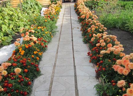 Flori anuale dalii - plantare și îngrijire