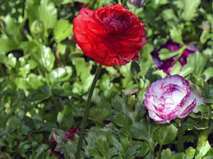 Flori cocoșului - plantare și îngrijire, Buttercup fotografie, în creștere în grădină; Buttercup gradina sau din Asia - atunci când