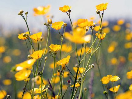 Flori cocoșului - plantare și îngrijire, Buttercup fotografie, în creștere în grădină; Buttercup gradina sau din Asia - atunci când